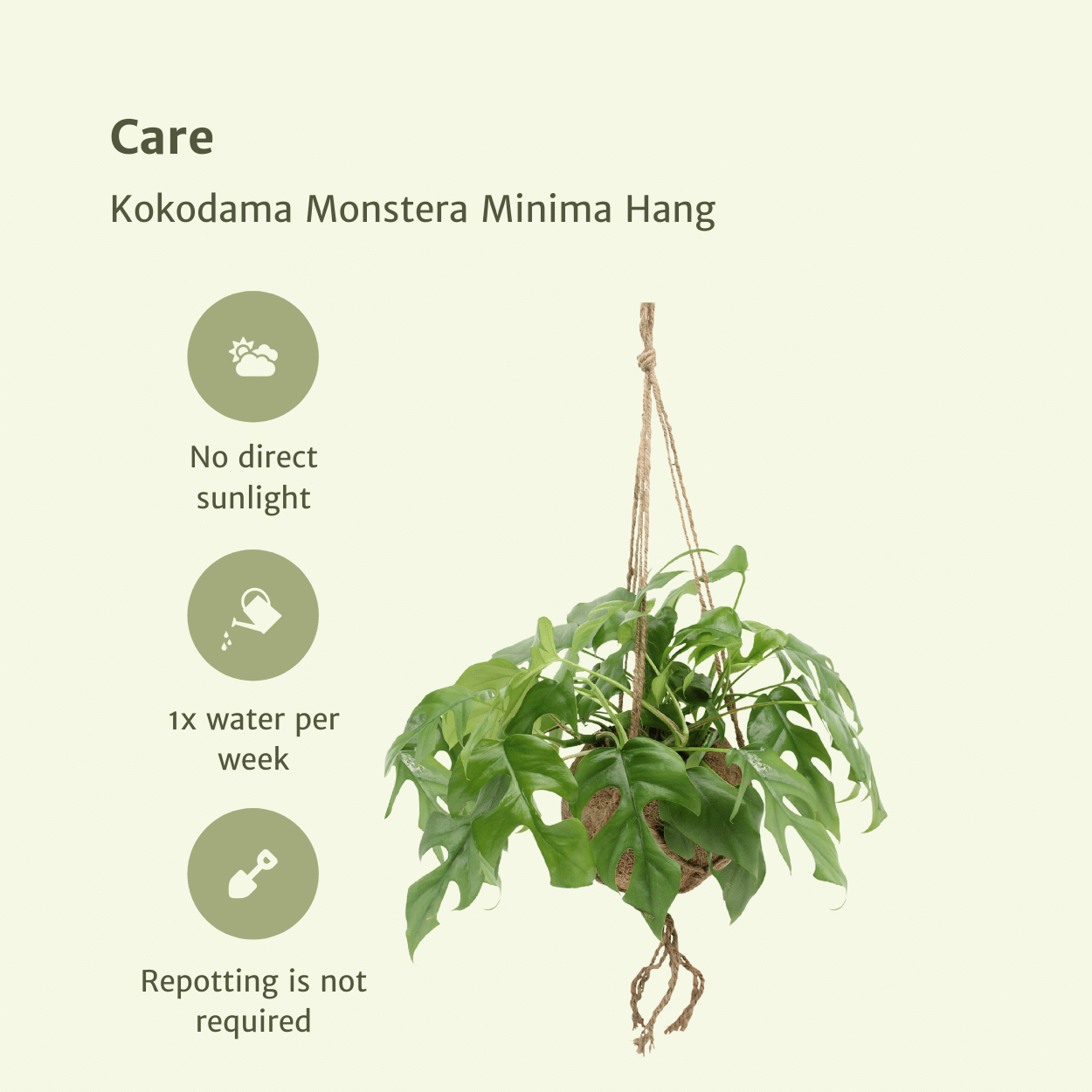 Pflanzen Set – 2 Pflanzen – Lochpflanze – Monstera 'Minima Hang' (Kokodama) – ↑25 cm – Ø15 cm
