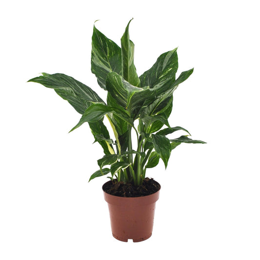 Spathiphyllum Diamond - Ø12cm - ↕40cm - Plantabulous
