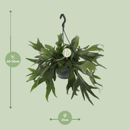 Geweihfarn – Platycerium Bifurcatum – ↑50 cm – Ø21 cm