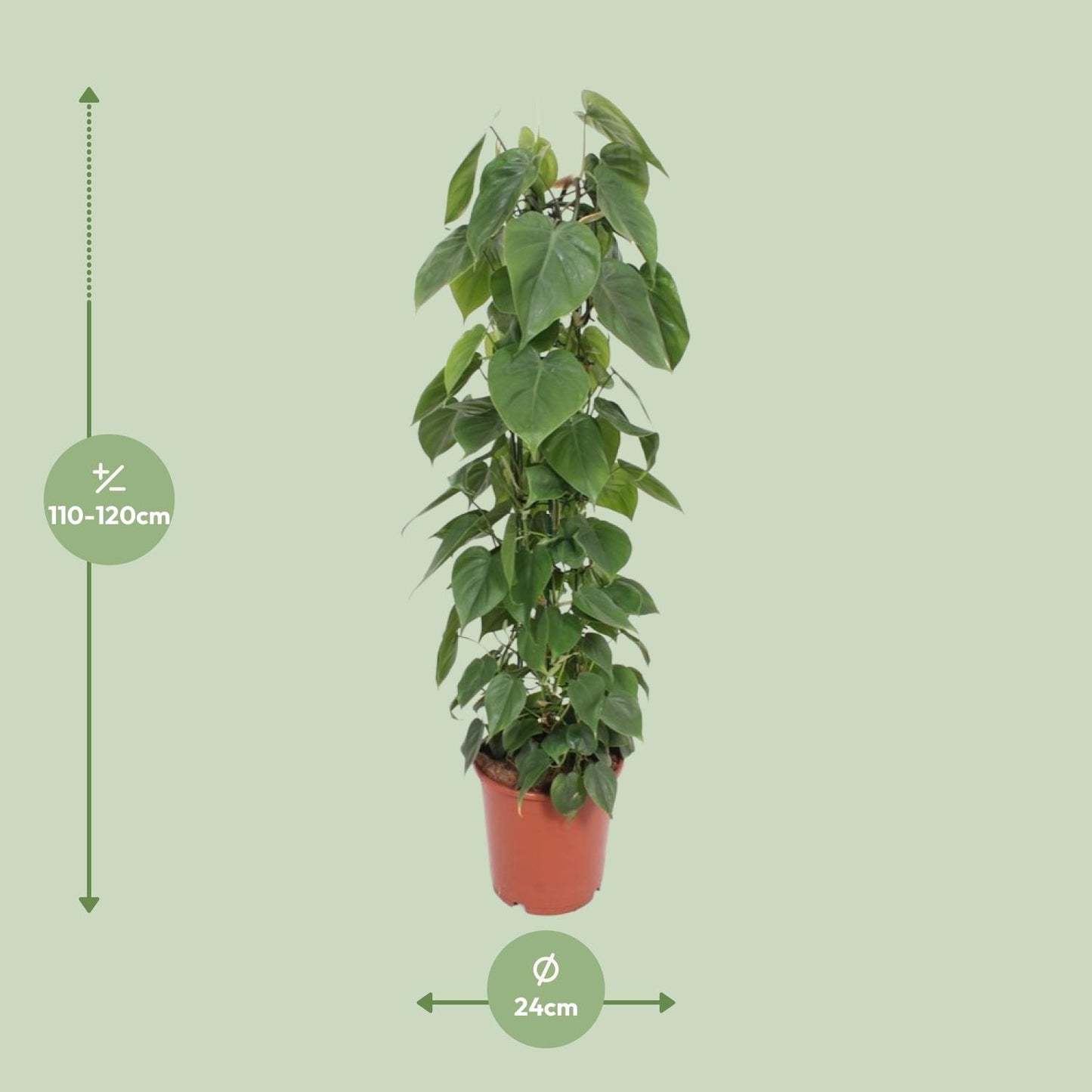 Philodendron – Philodendron Scandens – ↑120 cm – Ø24 cm