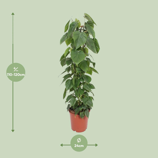 Philodendron – Philodendron Scandens – ↑120 cm – Ø24 cm