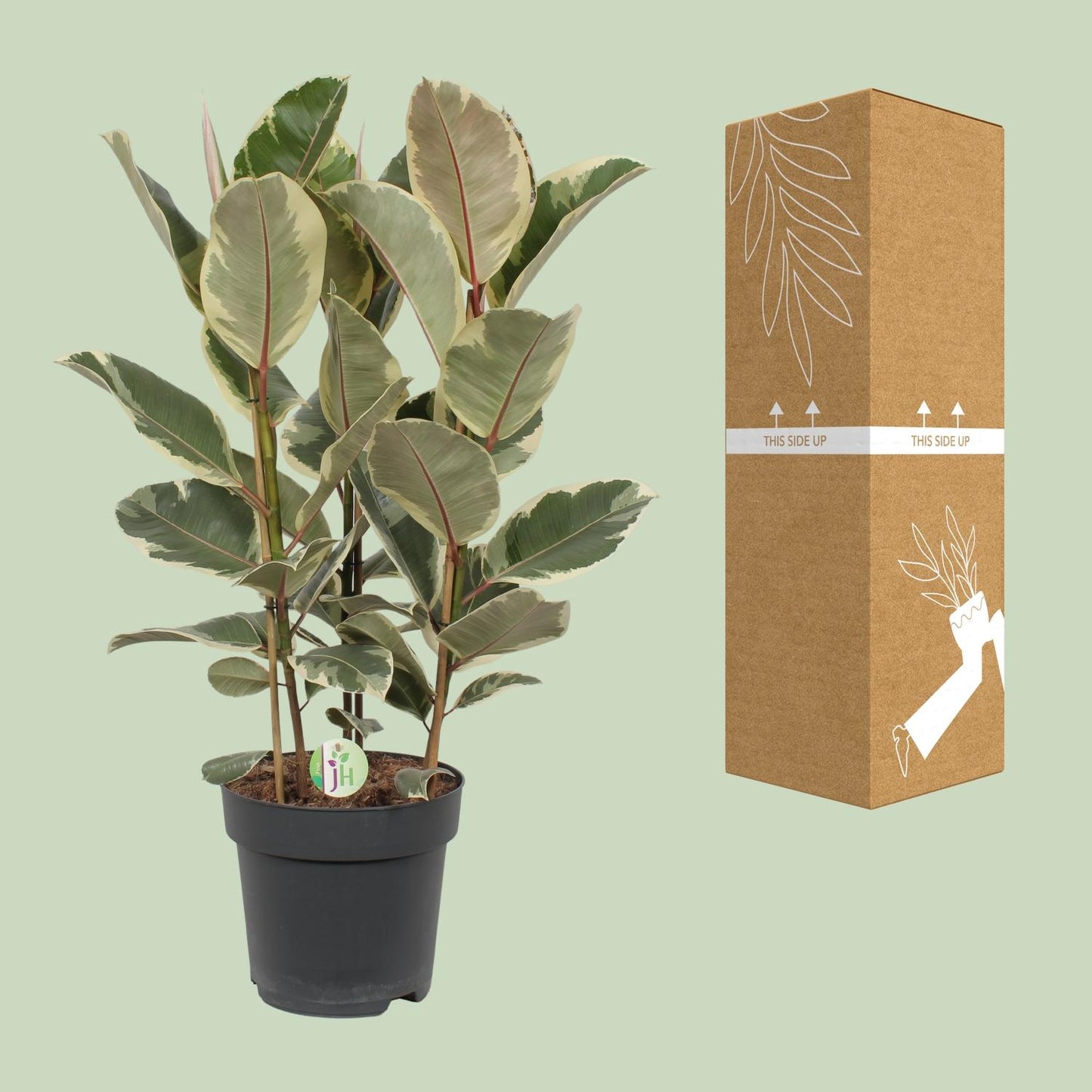 Gummibaum – Ficus 'Tineke' – ↑85 cm – Ø27 cm