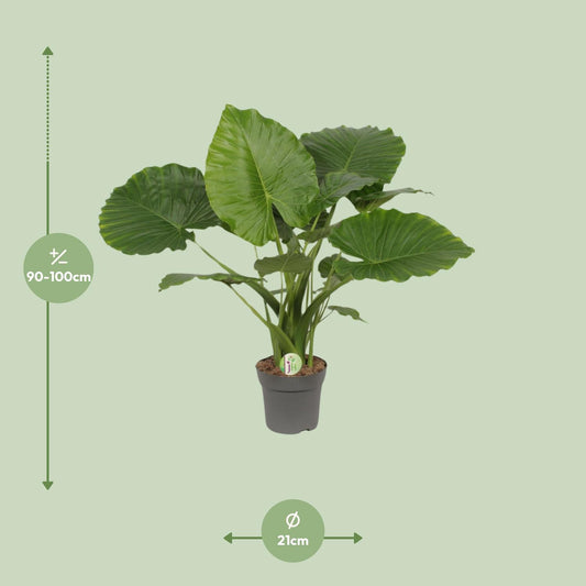 Pfeilblatt – Alocasia Gageana 'California' – ↑80 cm – Ø21 cm