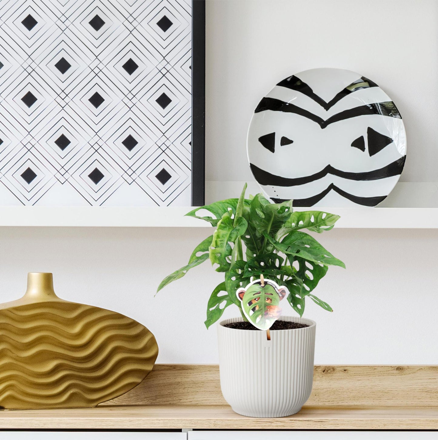 Fensterblatt – Monstera obliqua 'Monkey Leaf' – 25 cm – Ø12 cm - Plantabulous