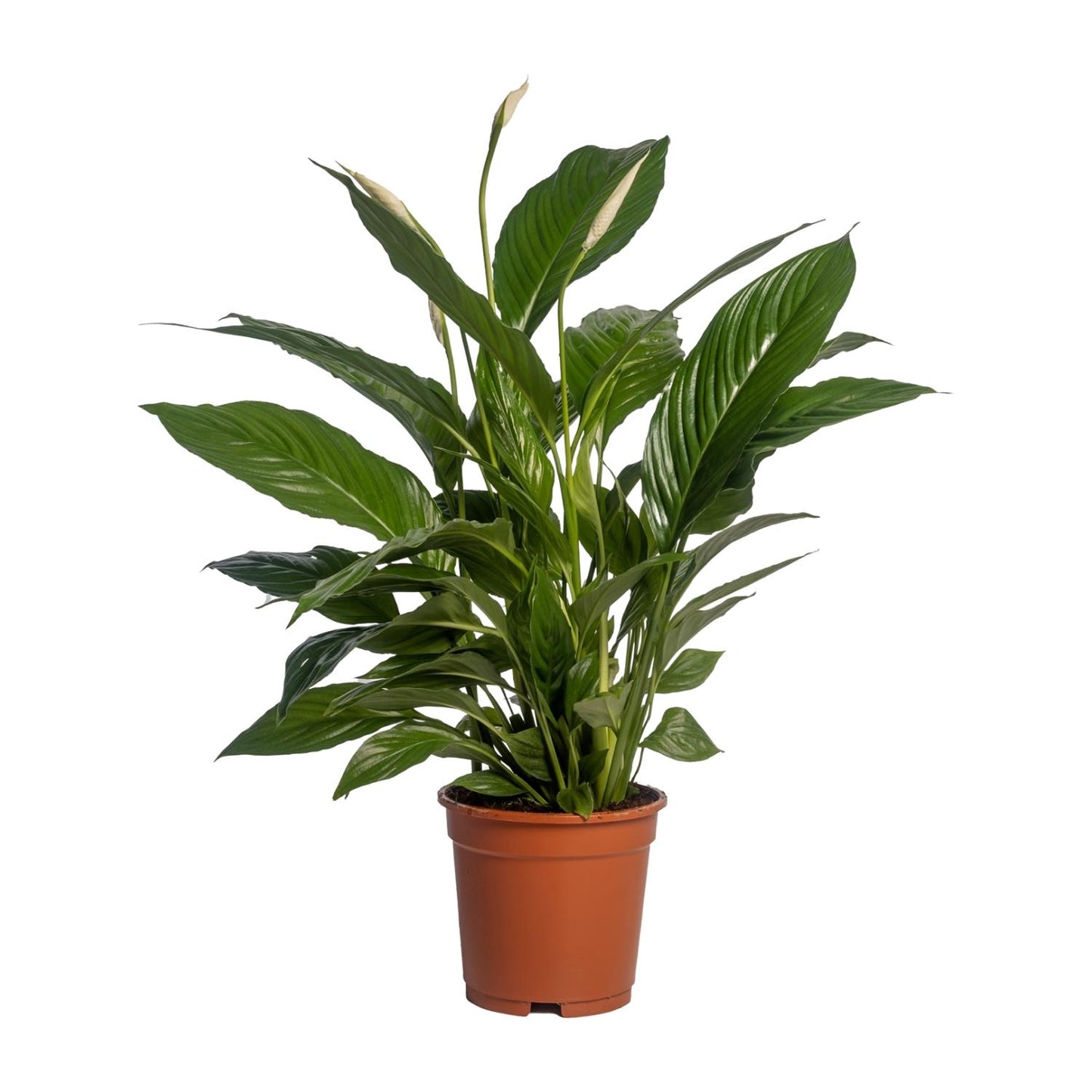 Einblatt – Spathiphyllum 'Vivaldi' – ↑70 cm – Ø17 cm