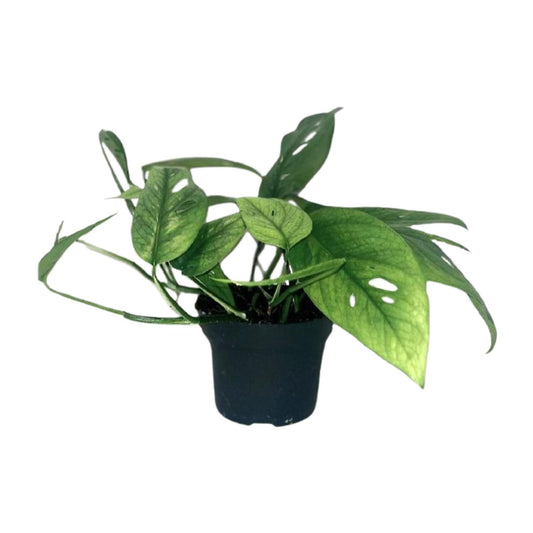 Efeutute – Epipremnum 'Cebu Blue' – ↑20 cm – Ø12 cm