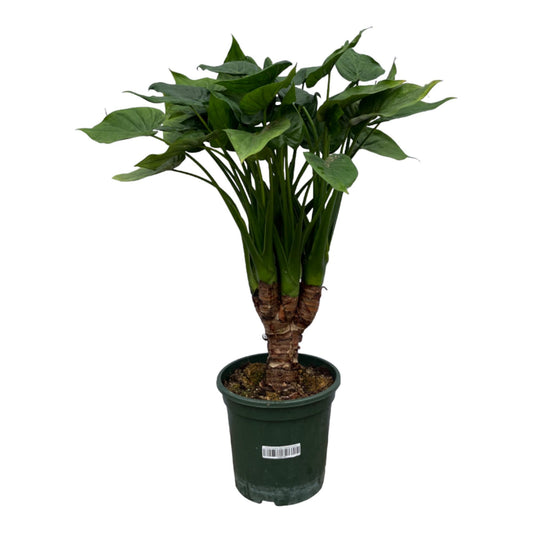 Pfeilblatt – Alocasia cucullata – 120 cm – Ø26 cm - Plantabulous