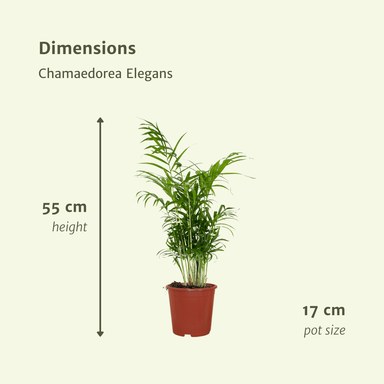 Pflanzen Set - 2 Pflanzen - Chamaedorea Elegans – ↑55 cm – Ø17 cm