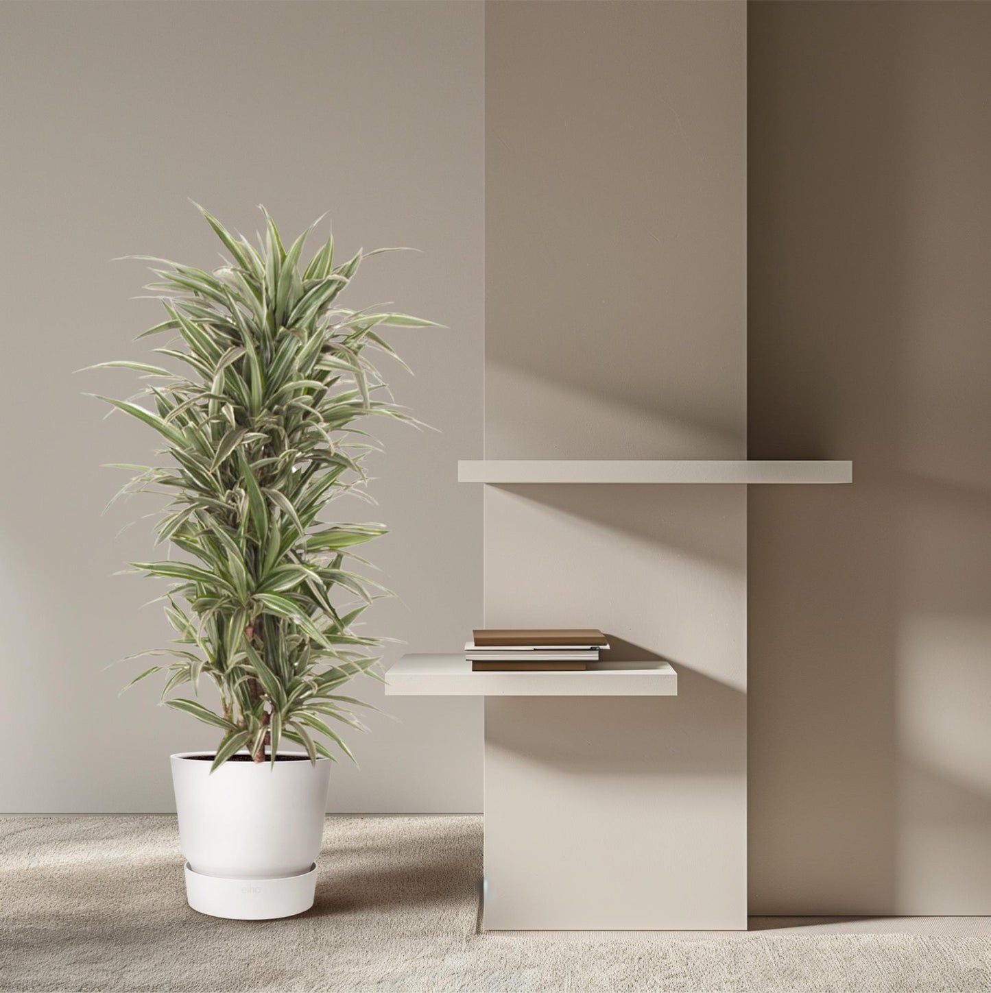 Drachenbaum – Dracaena Warneckei – 140 cm – Ø31 cm - Plantabulous