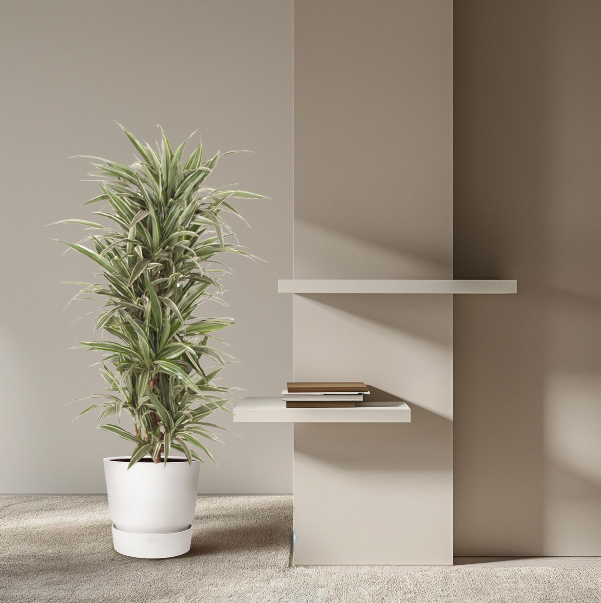 Drachenbaum – Dracaena Warneckei – 140 cm – Ø31 cm - Plantabulous