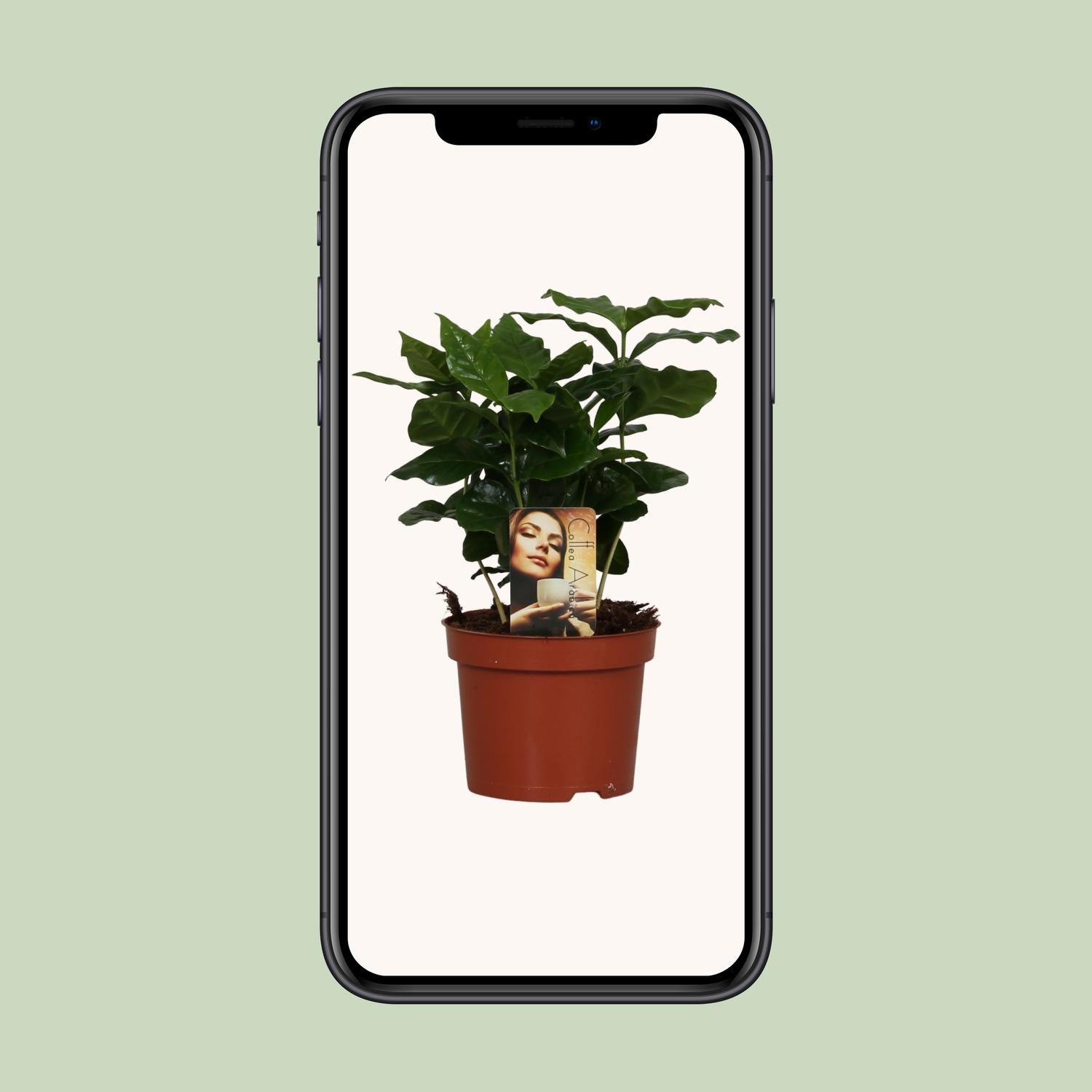 Kaffeepflanze – Coffea arabica – 25 cm – Ø12 cm - Plantabulous