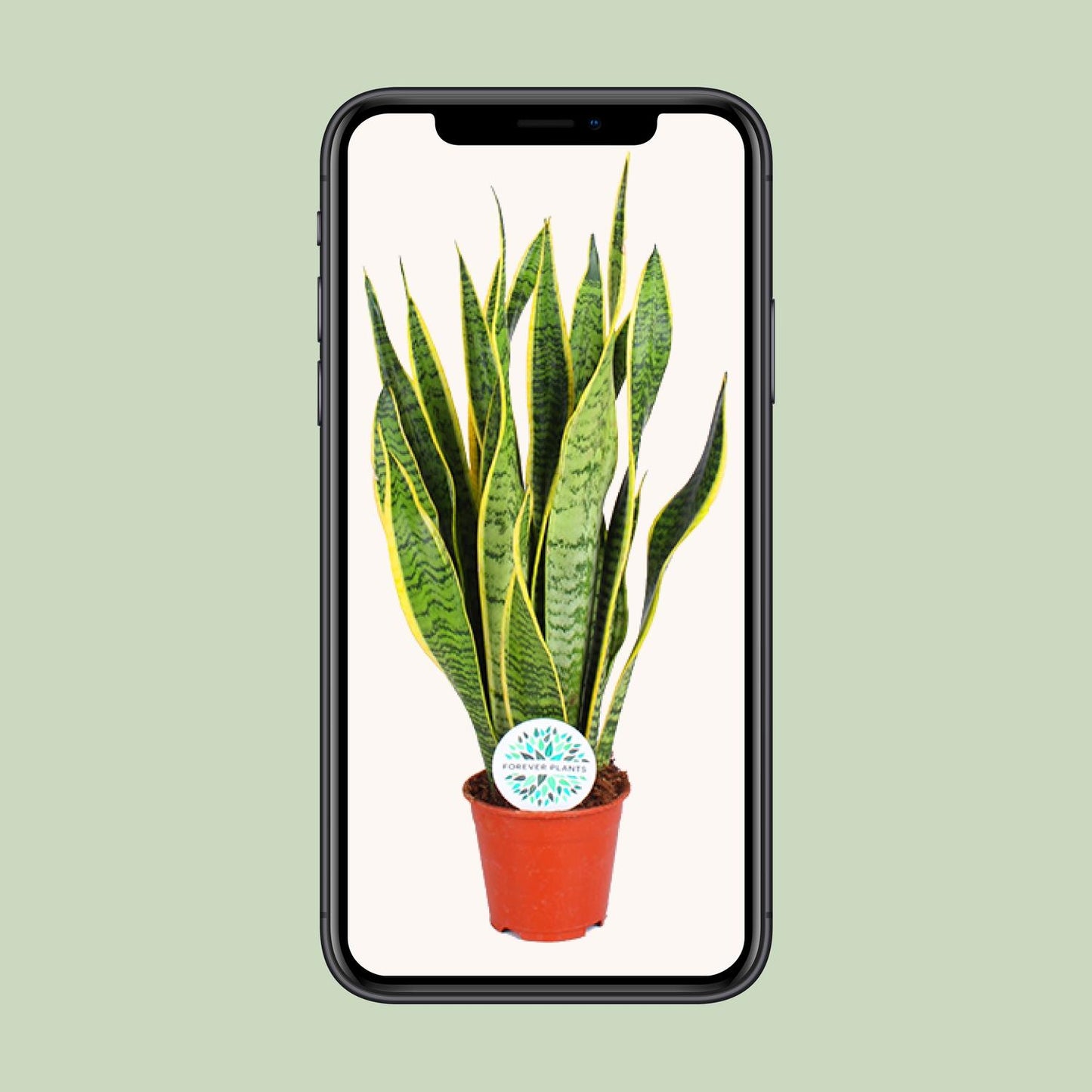 Sansevieria Trifasciata Laurentii - Ø14cm - ↕50cm - Plantabulous