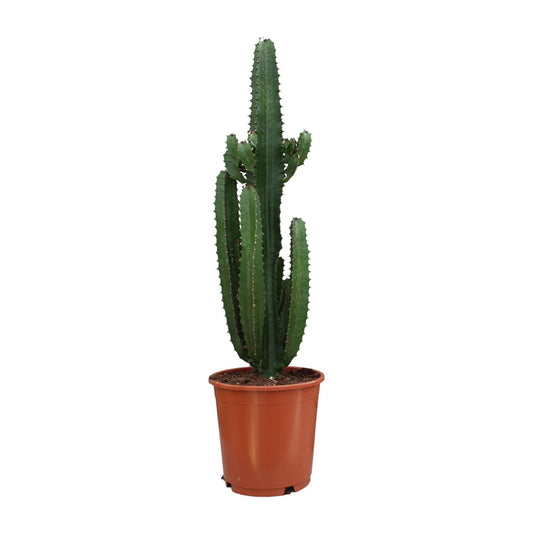Euphorbia Acrurensis - Ø24cm - ↕95cm - Plantabulous