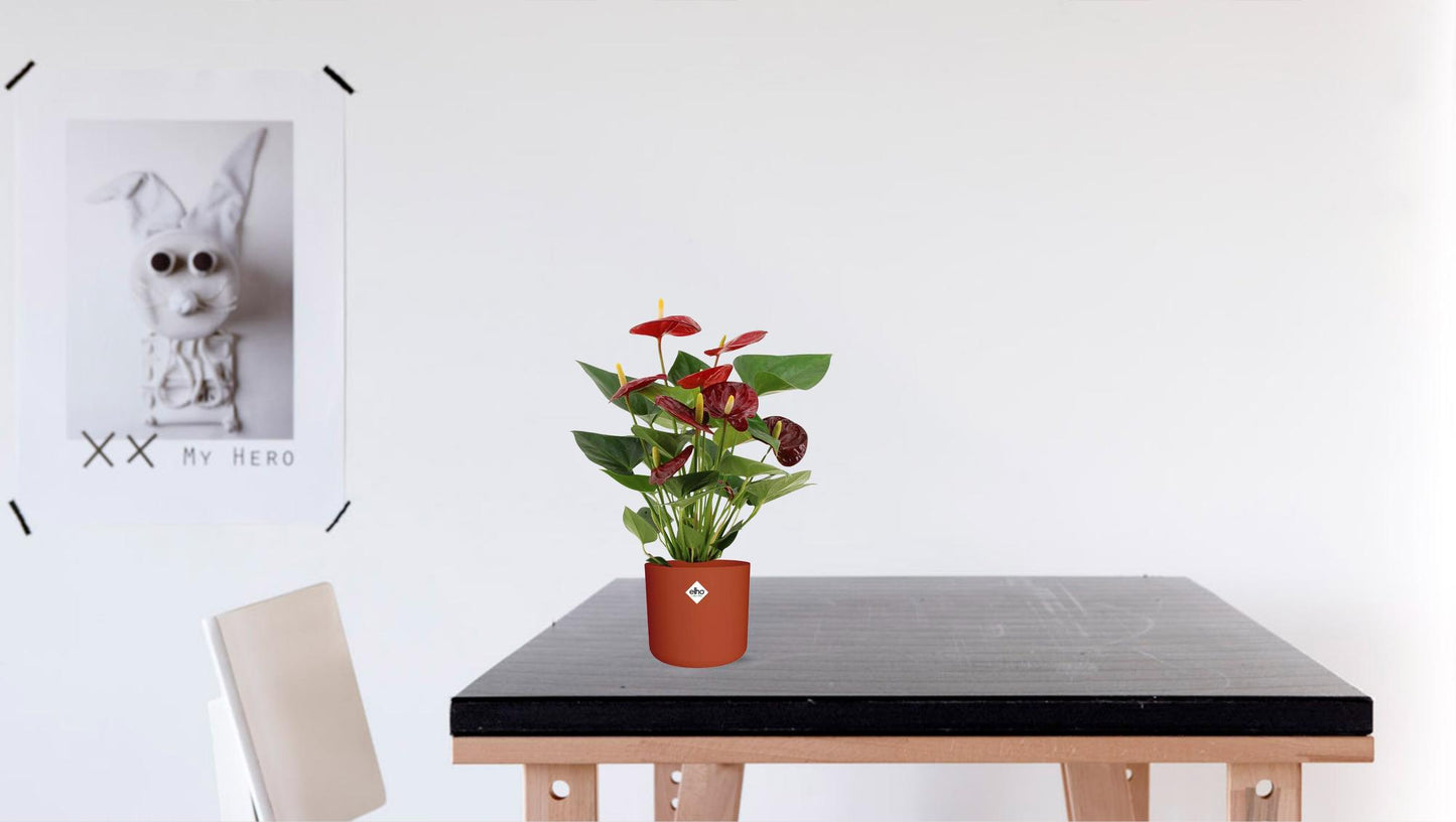 Anthurium Calon In Transparant Sleeve - Ø12cm - ↕36cm - Plantabulous