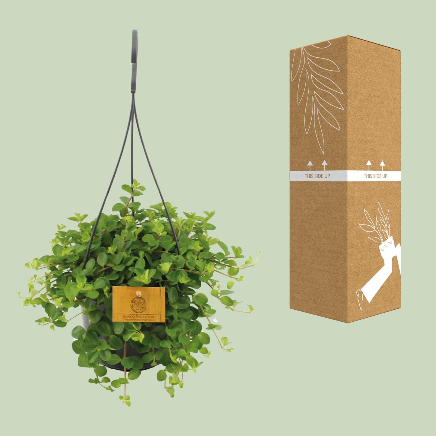 Peperomia Rotundifolia - Ø15cm - ↕25cm - Plantabulous