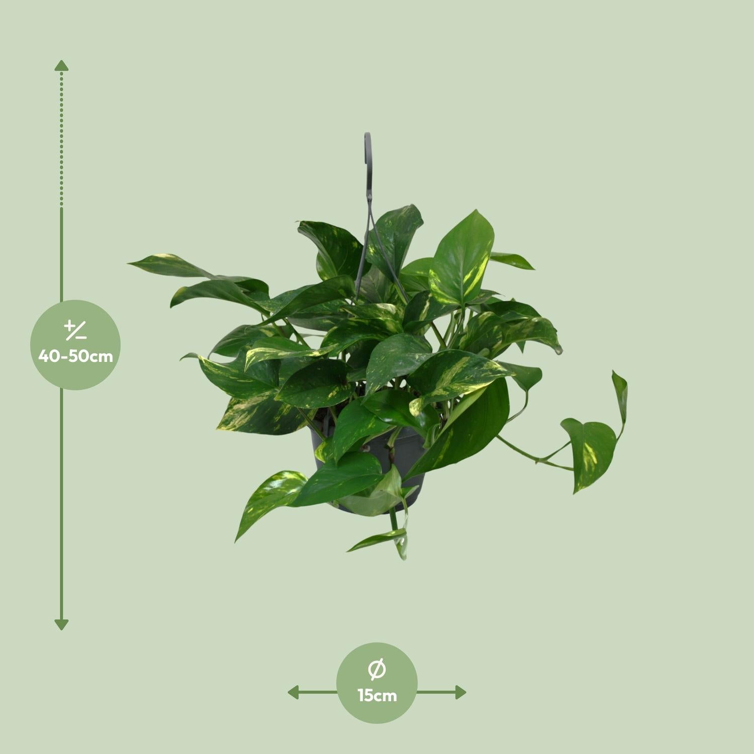 Scindapsus Epipremnum - Ø15cm - ↕45cm - Plantabulous