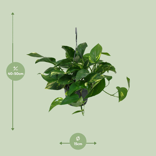 Scindapsus Epipremnum - Ø15cm - ↕45cm - Plantabulous