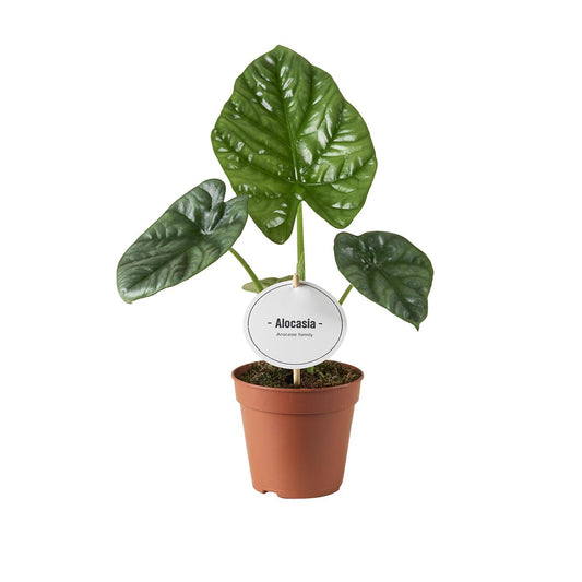 Alocasia Lukiwan - Ø12cm - ↕20cm - Plantabulous