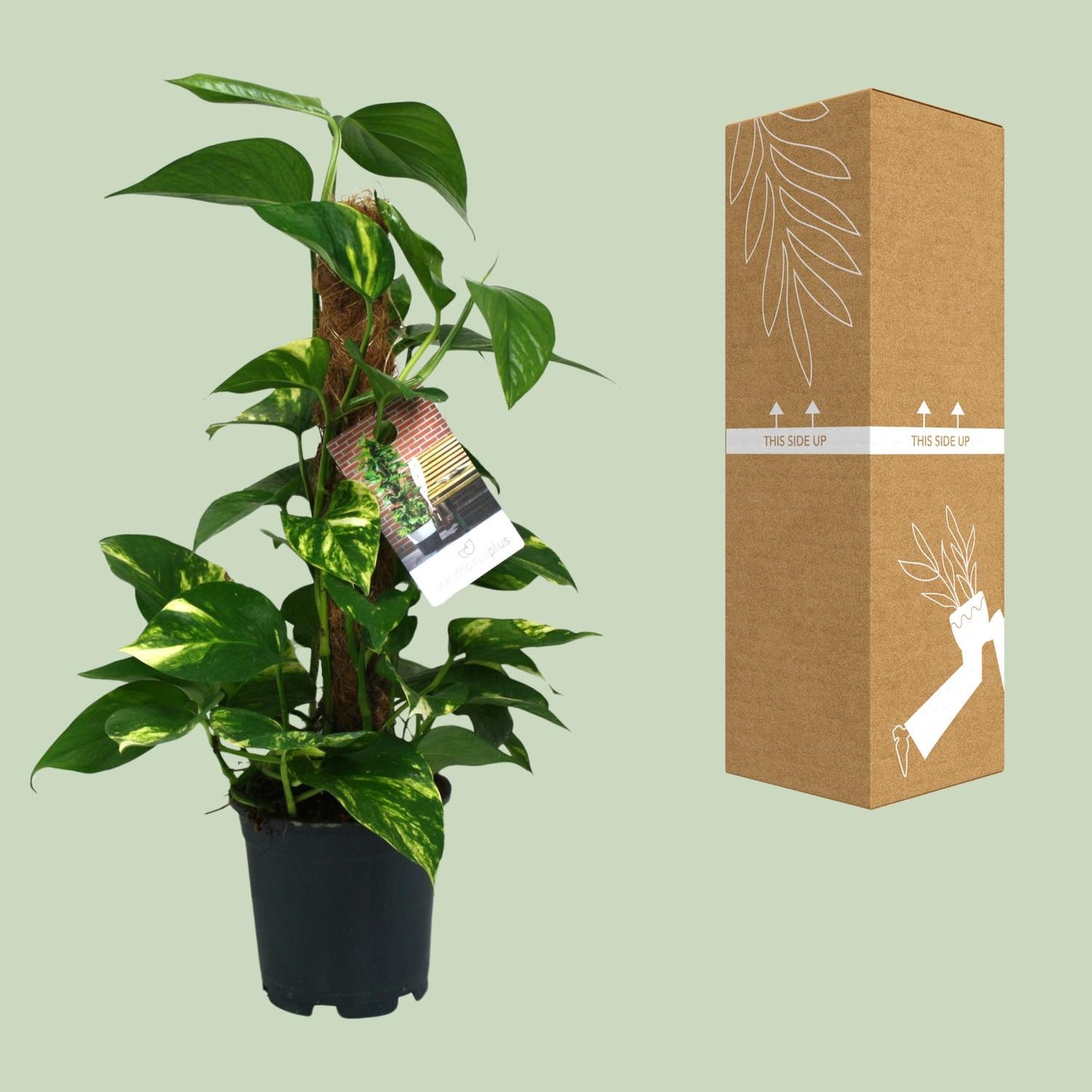 Scindapsus Epipremnum - Ø15cm - ↕50cm - Plantabulous