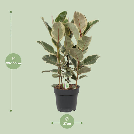 Gummibaum – Ficus 'Tineke' – ↑85 cm – Ø27 cm