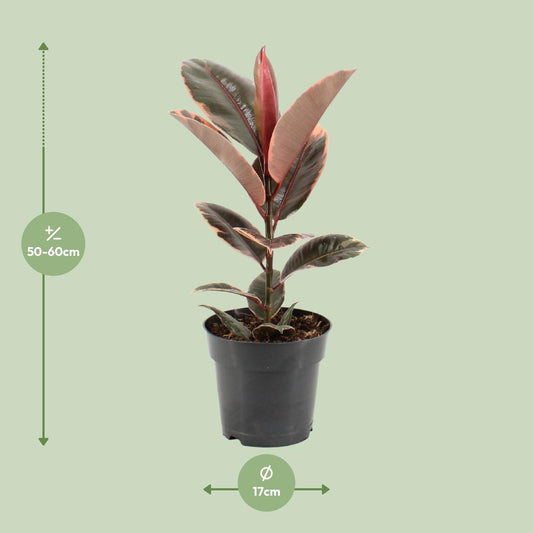 Gummibaum – Ficus 'Elastica Belize' – ↑55 cm – Ø17 cm