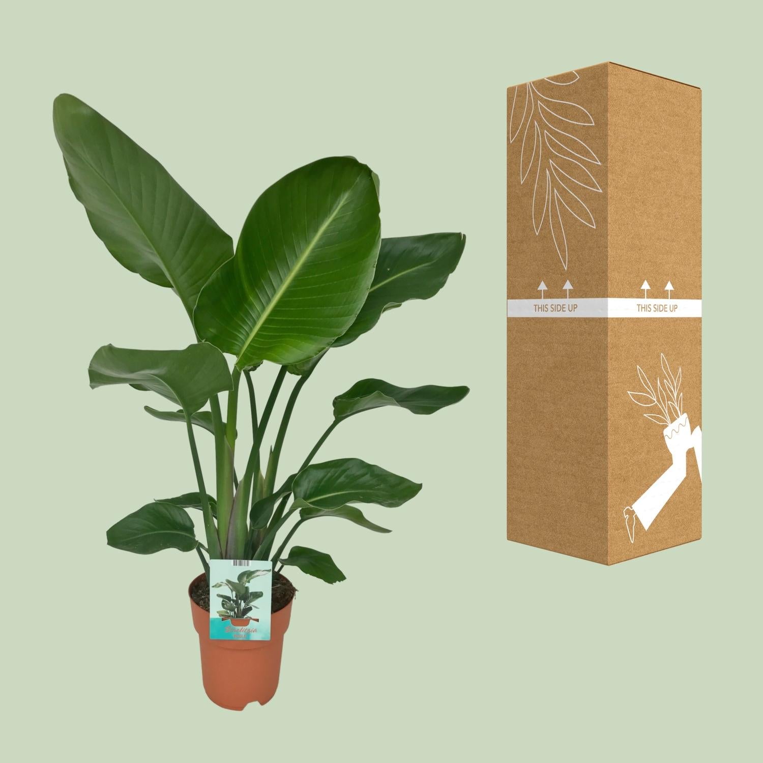 Paradiesvogelpflanze - Baum Strelitzie - Strelitzia nicolai – 90 cm – Ø19 cm - Plantabulous