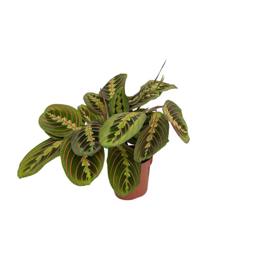 Pfeilwurz – Maranta leuconeura 'Fascinator' – 20 cm – Ø12 cm - Plantabulous