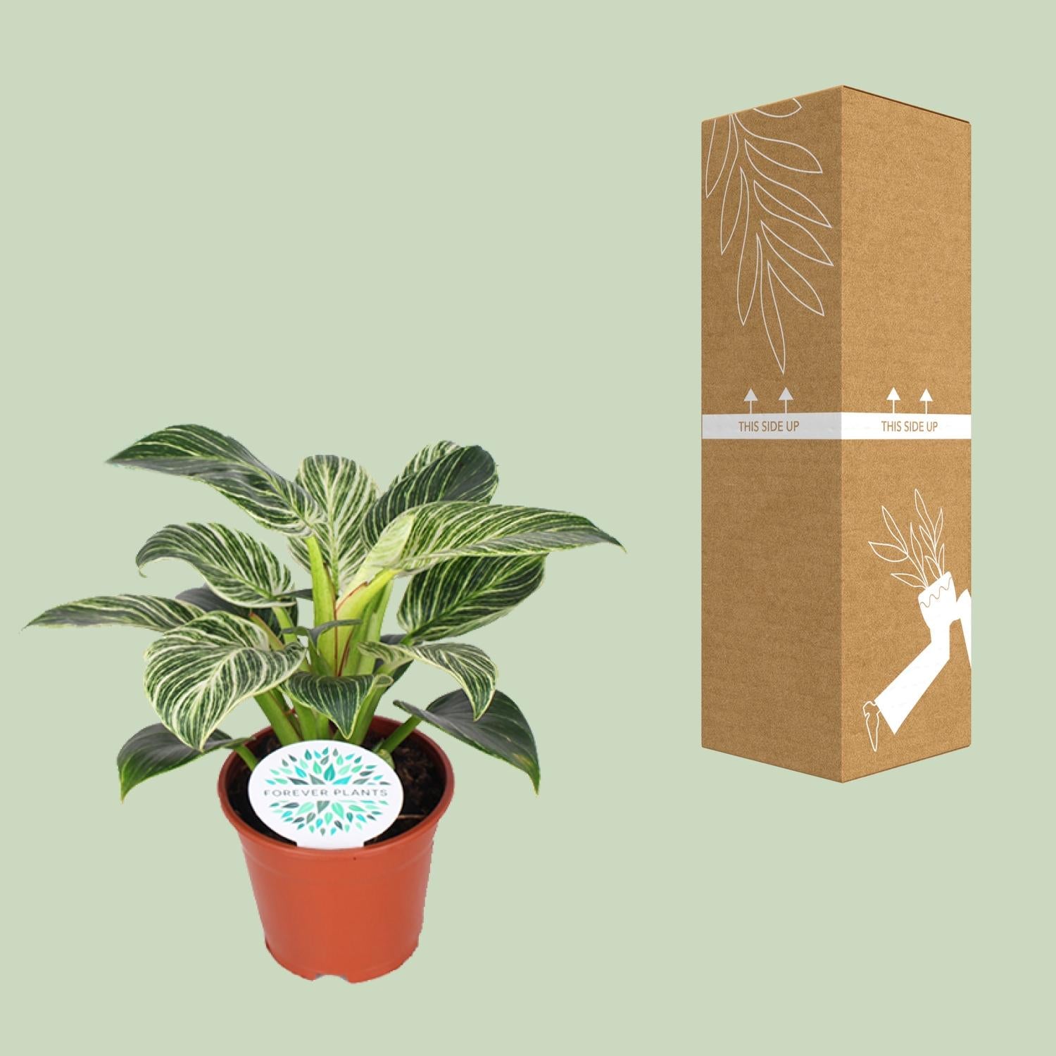 Philodendron Birkin - Ø14cm - ↕25cm - Plantabulous