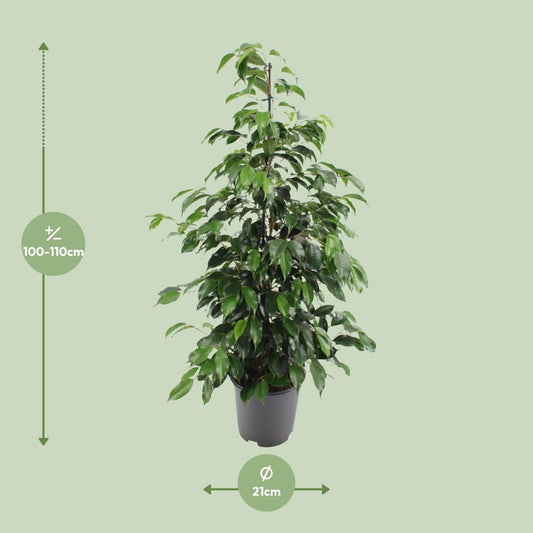 Feigenbaum – Ficus Benjamina 'Danielle' – 95 cm – Ø21 cm - Plantabulous