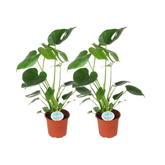 Monstera Deliciosa - 2 Stücke - Ø14cm - ↕45cm - Plantabulous