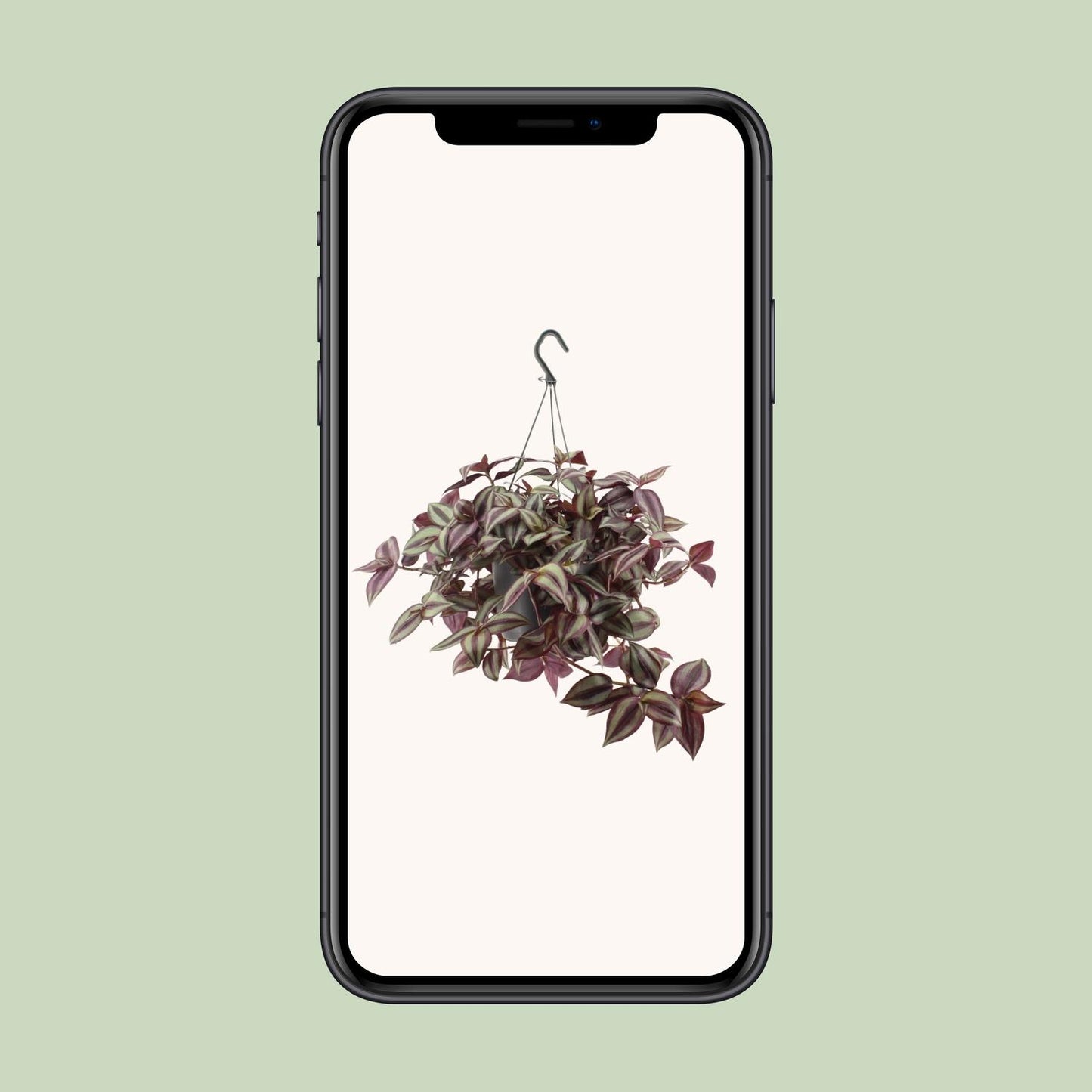 Dreimasterblume – Tradescantia 'Zebrina Violet' – ↑25 cm – Ø17 cm