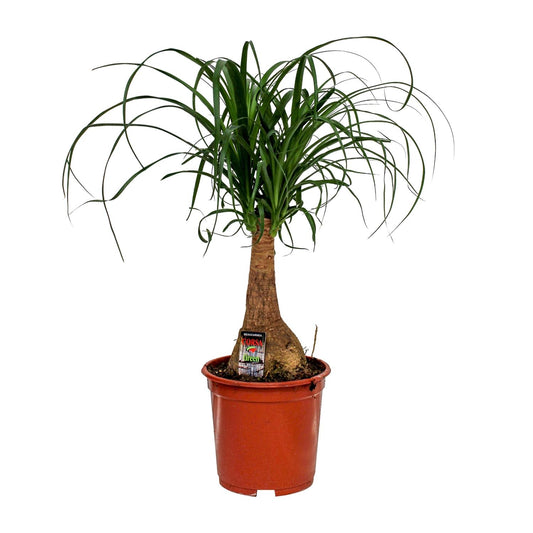 Beaucarnea Nolina - Ø19cm - ↕60cm - Plantabulous