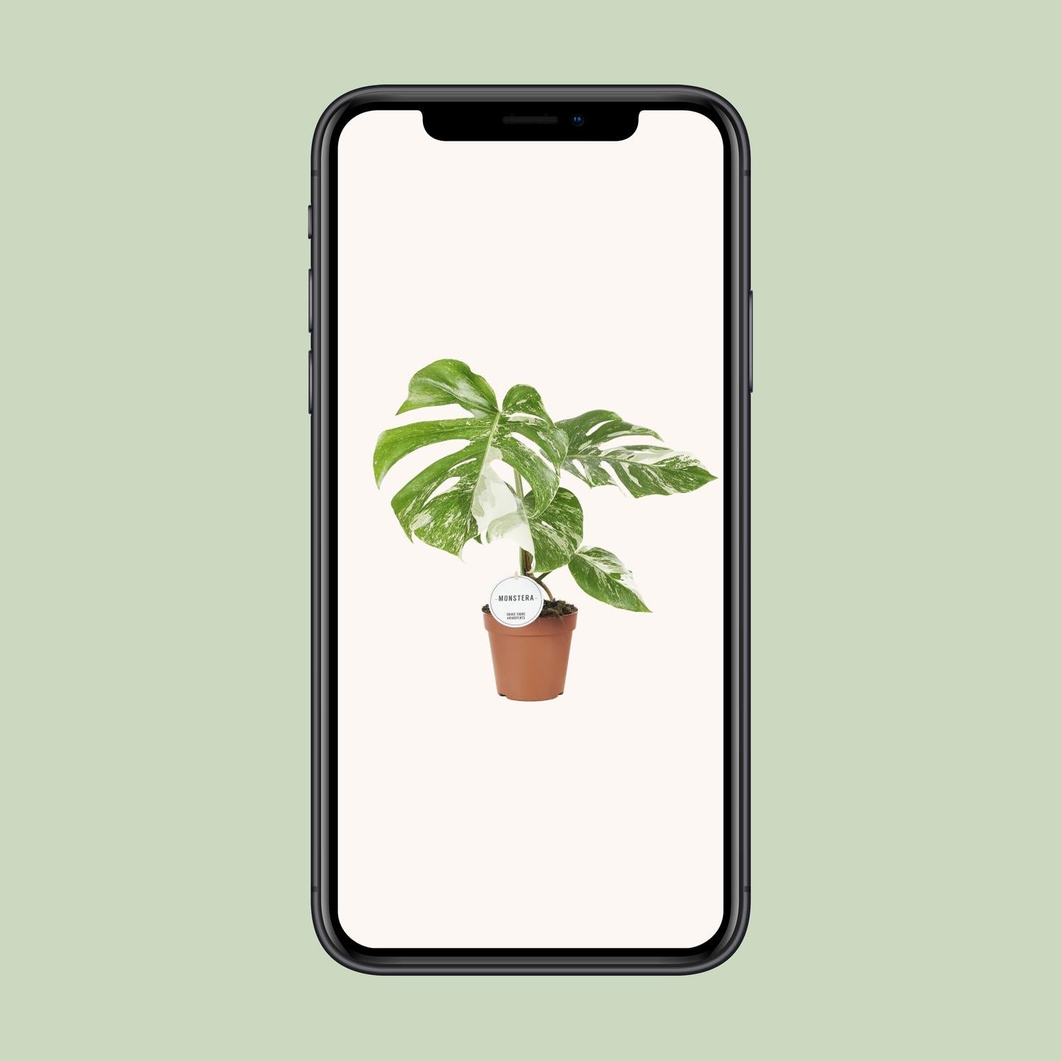 Monstera Deliciosa Variegata - Ø15cm - ↕45cm - Plantabulous
