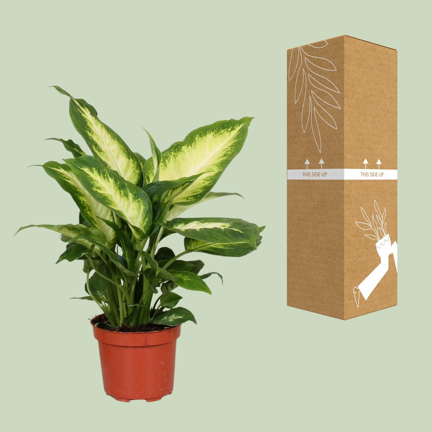 Dieffenbachie – Dieffenbachia Camilla – ↑35 cm – Ø12 cm