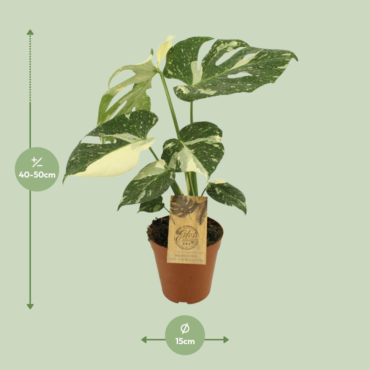 Monstera Thai Constellation - Ø15cm - ↕50cm - Plantabulous