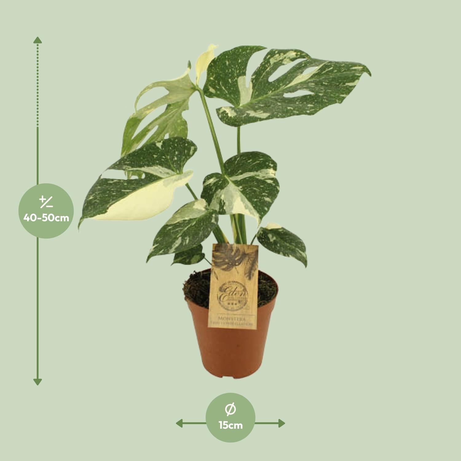 Monstera Thai Constellation - Ø15cm - ↕50cm - Plantabulous