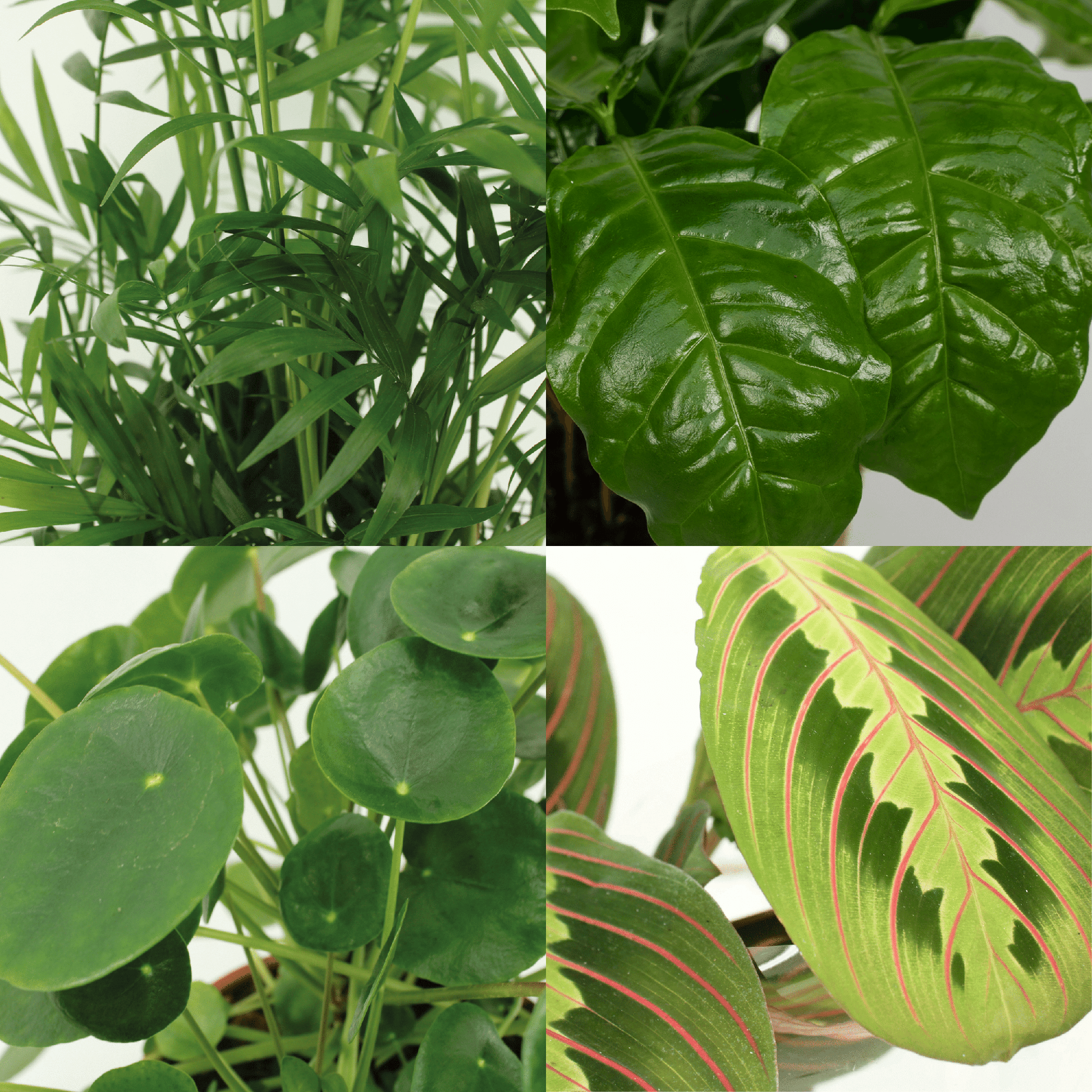 Tierfreundliche Pflanzenbox – 4 Pflanzen – 20–40 cm – Ø12 cm - Plantabulous