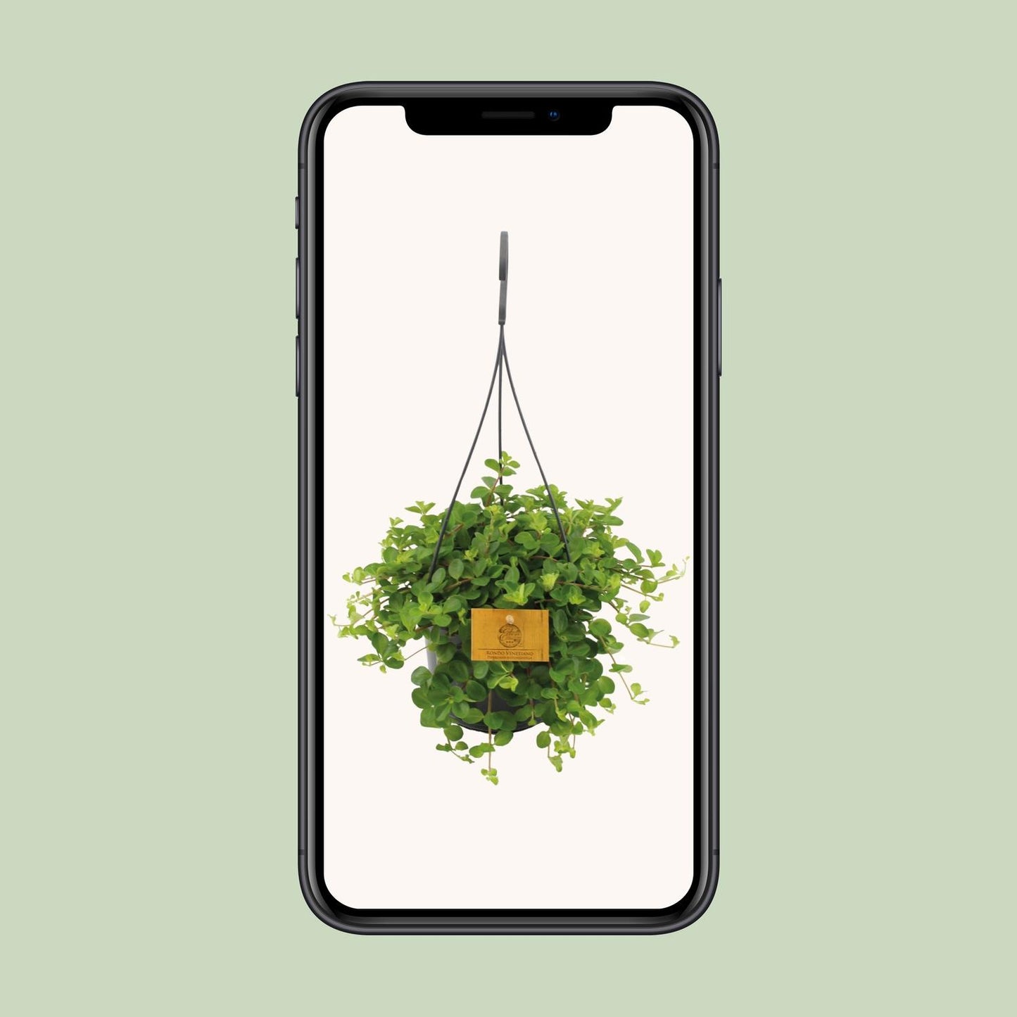 Peperomia Rotundifolia - Ø15cm - ↕25cm - Plantabulous