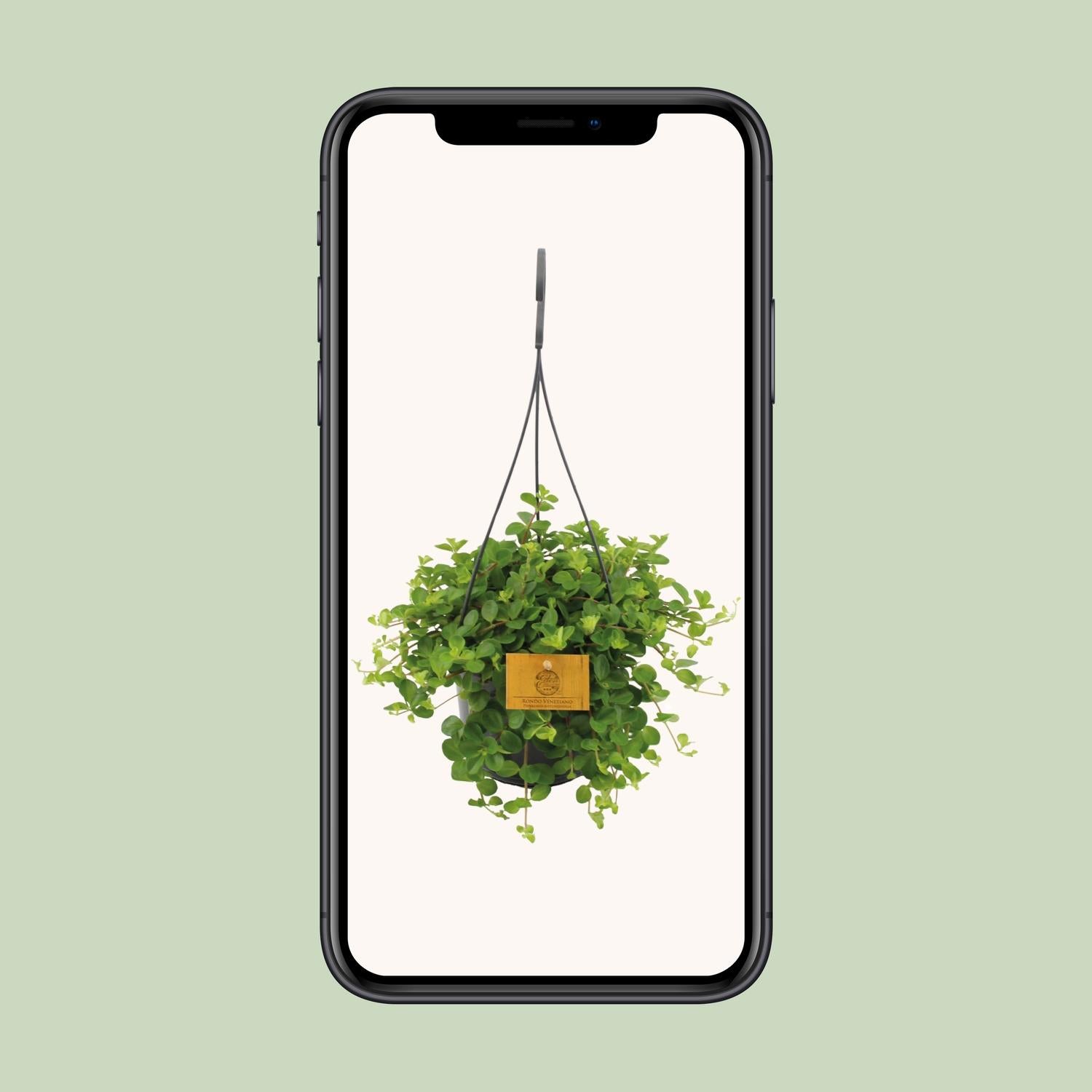 Peperomia Rotundifolia - Ø15cm - ↕25cm - Plantabulous