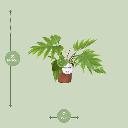 Philodendron Mayoi - Ø15cm - ↕35cm - Plantabulous