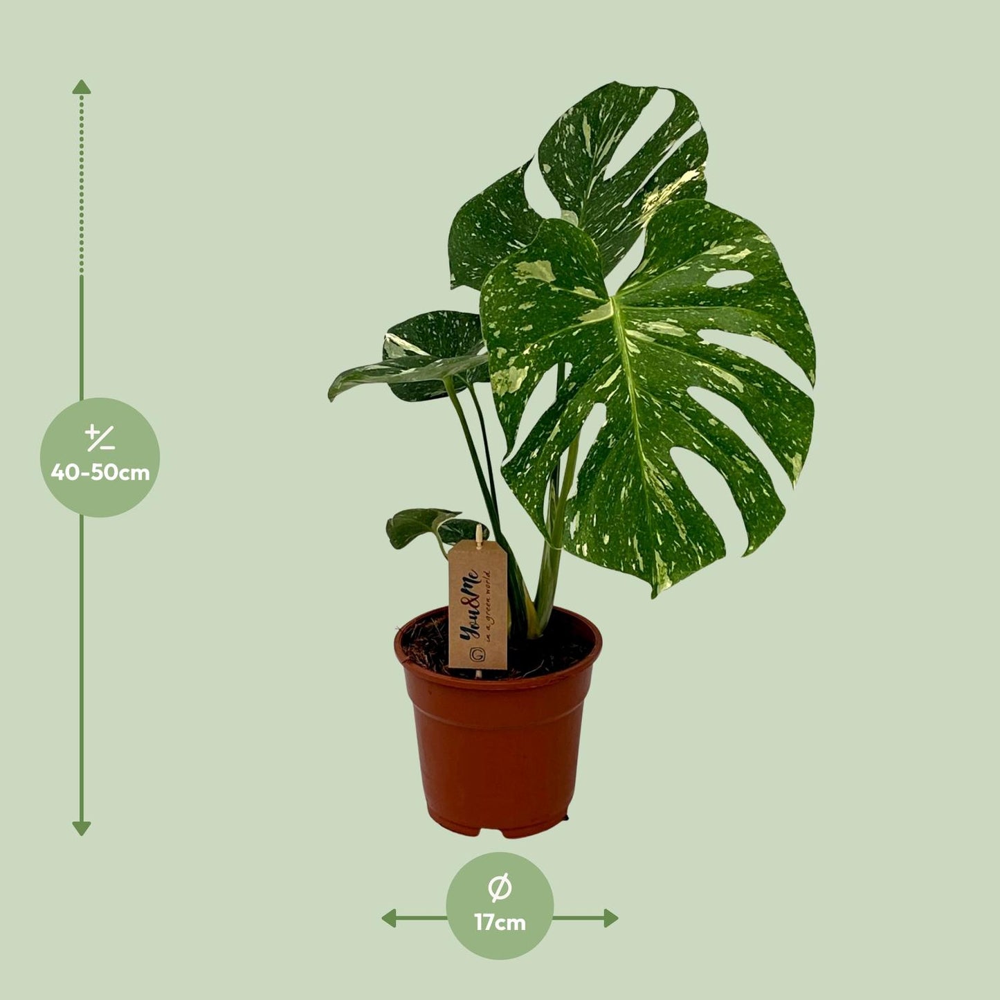 Monstera Deliciosa - Ø17cm - ↕50cm - Plantabulous