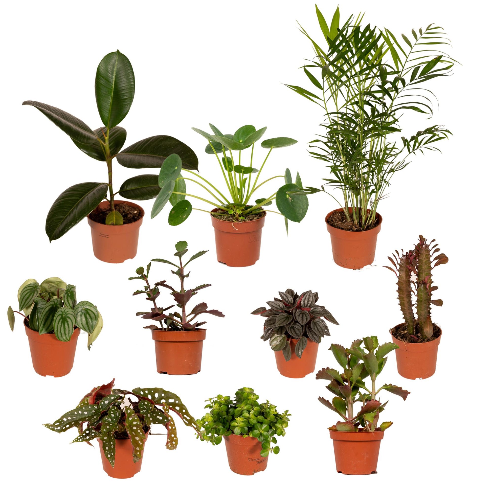 Pflanzen Set – 10 Pflanzen – Ø12 cm - Plantabulous