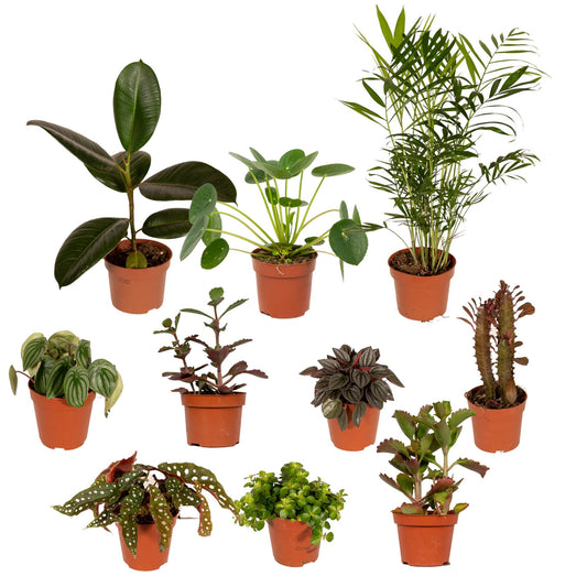 Pflanzen Set – 10 Pflanzen – Ø12 cm - Plantabulous