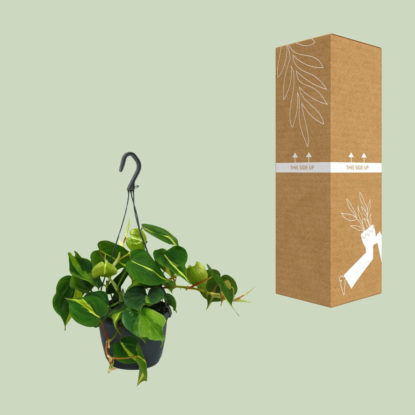 Philodendron Scandens Brasil - Ø15cm - ↕35cm - Plantabulous