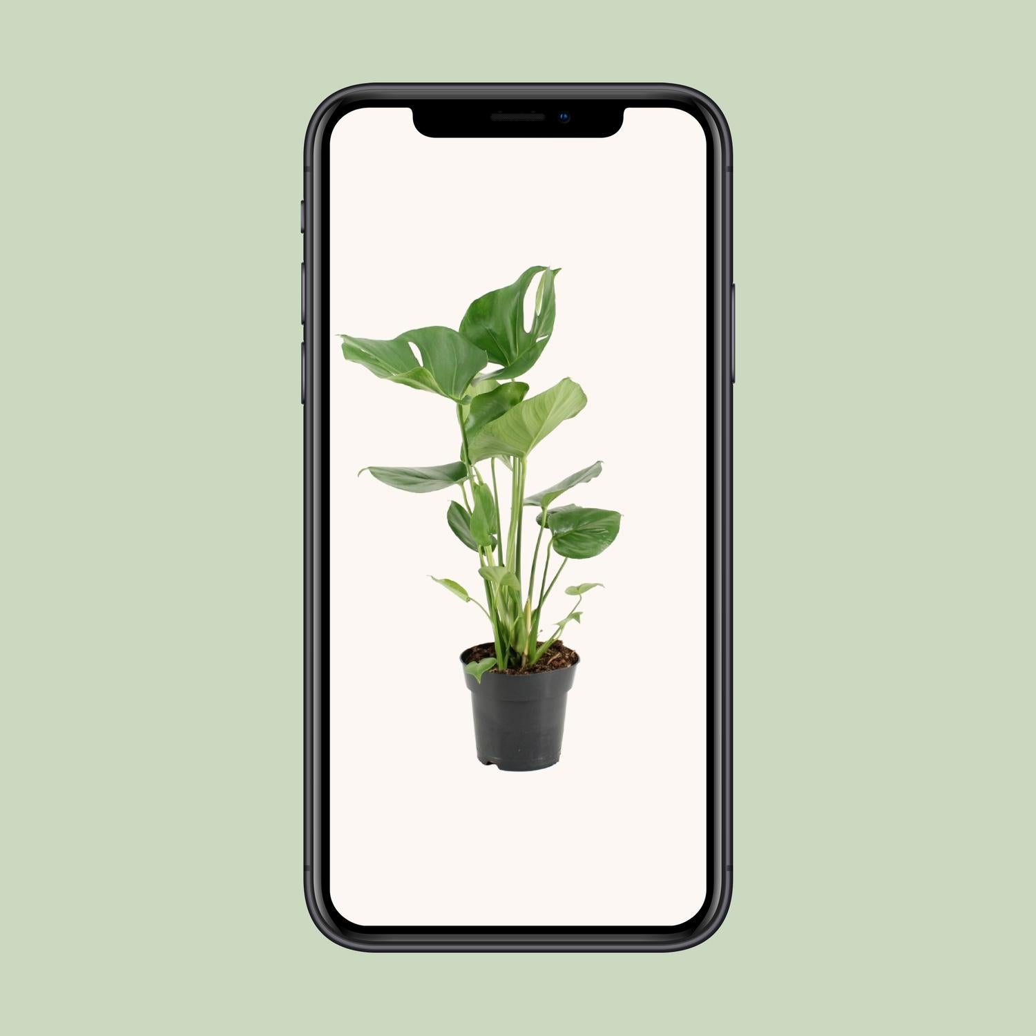 Monstera Deliciosa - Ø17cm - ↕60cm - Plantabulous