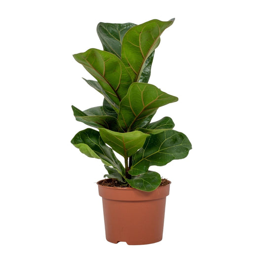 Geigenfeige - Ficus Lyrata - ↑30-60 cm - Ø12-17 cm
