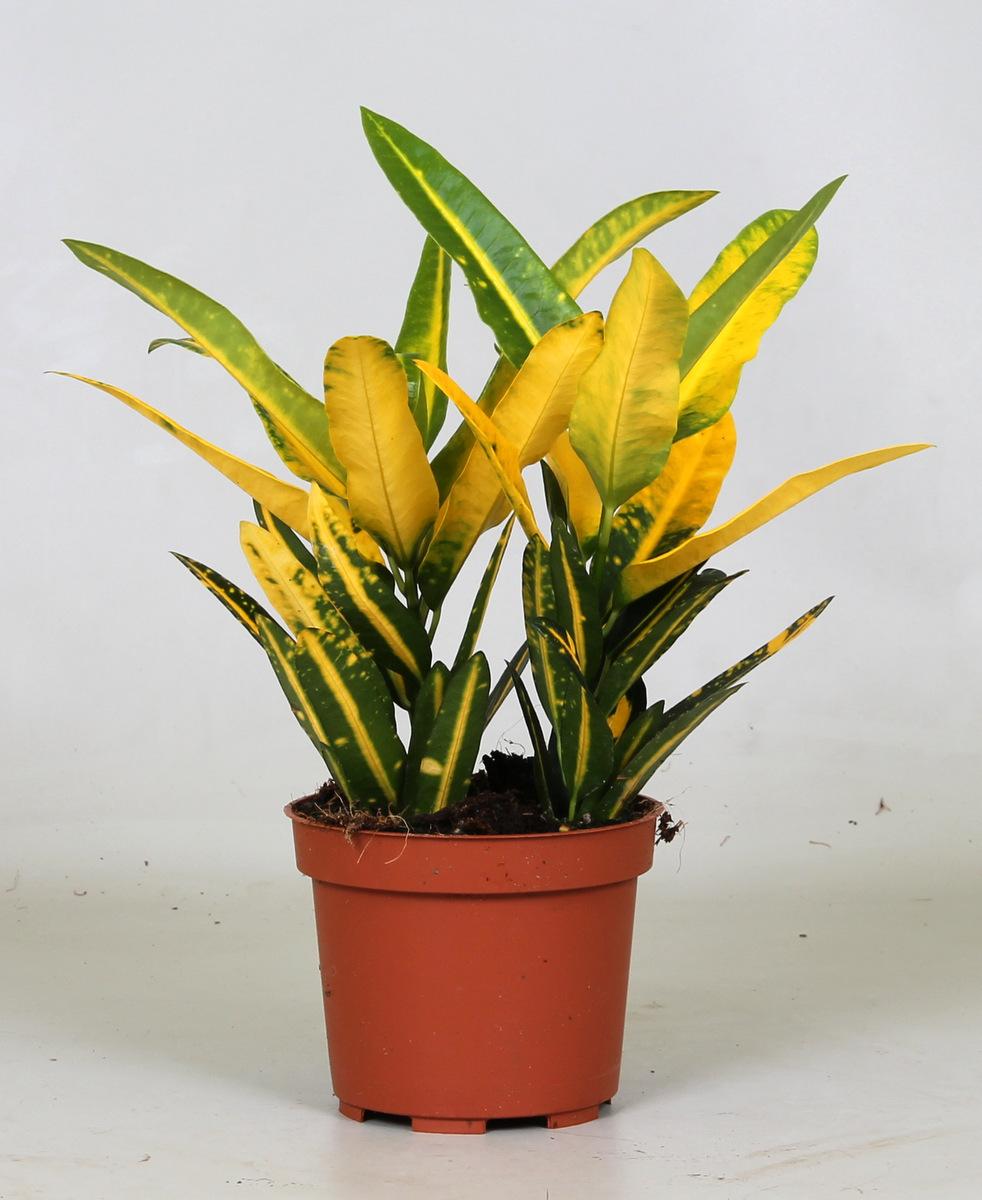 Kroton – Codiaeum Variegatum 'Sunny Star' – ↑30 cm – Ø12 cm