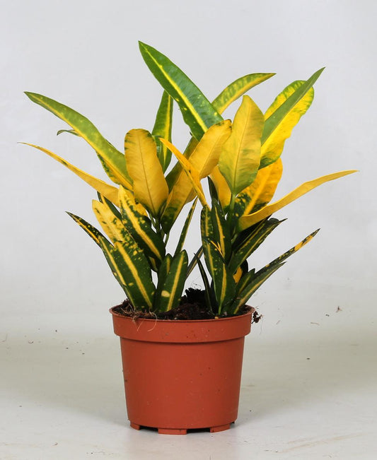 Kroton – Codiaeum Variegatum 'Sunny Star' – ↑30 cm – Ø12 cm
