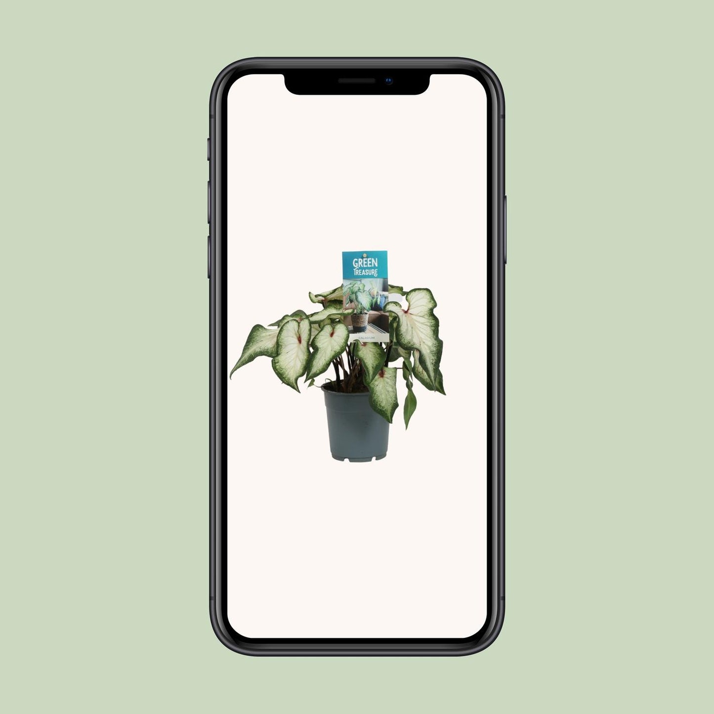 Caladium Wit - Ø12cm - ↑25cm