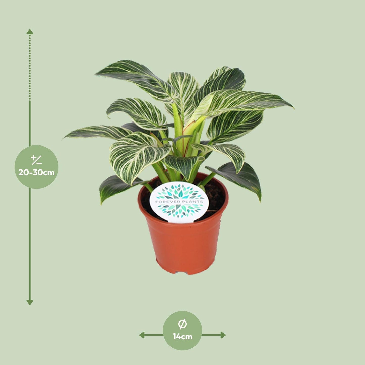 Philodendron Birkin - Ø14cm - ↕25cm - Plantabulous